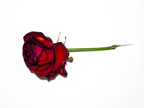 Floral background. 스톡 사진