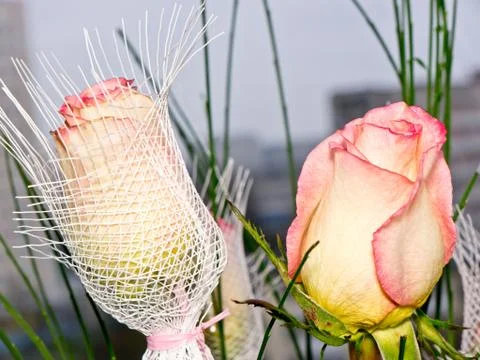 Floral background. Stock-Fotos