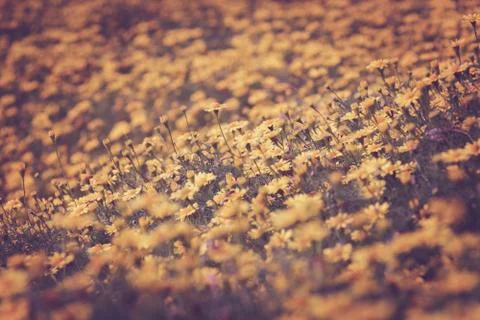 Floral background Stock Photos