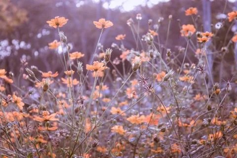 Floral background Stock Photos
