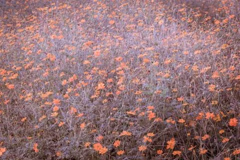 Floral background Stock Photos