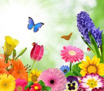 Floral background  Stock Photos