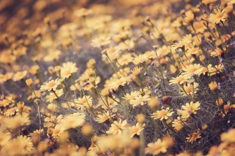 Floral background Stock Photos