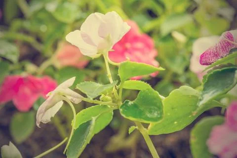 Floral background Foto stock