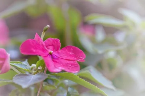 Floral background Stock Photos