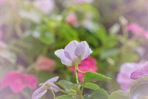 Floral background Stock Photos