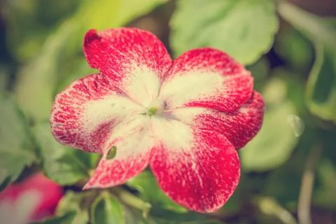 Floral background Foto stock