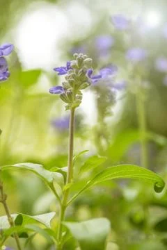 Floral background Stock Photos