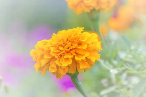 Floral background Stock Photos