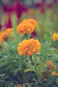 Floral background Stock Photos