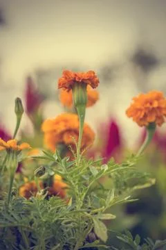 Floral background Stock Photos