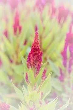 Floral background Stock Photos