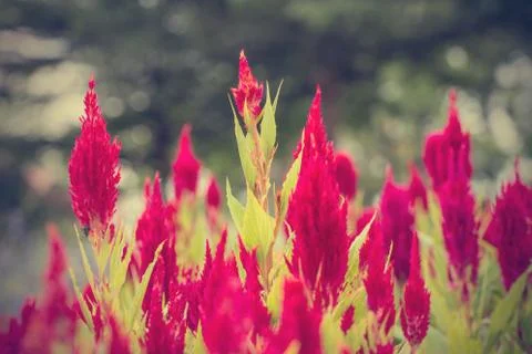 Floral background Stock Photos