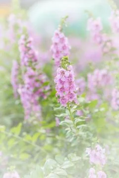 Floral background Stock Photos