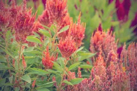 Floral background Stock Photos
