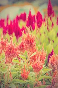 Floral background Stock Photos