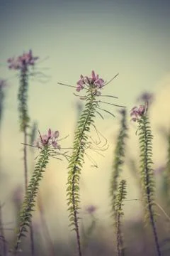Floral background Stock Photos