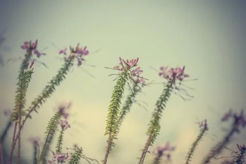 Floral background Stock Photos