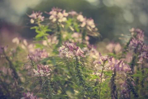 Floral background Foto stock