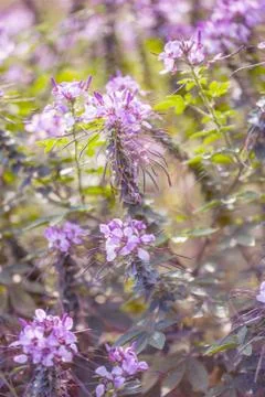 Floral background Stock Photos