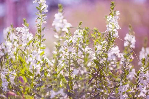 Floral background Stock Photos