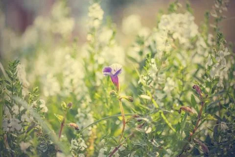 Floral background Stock Photos