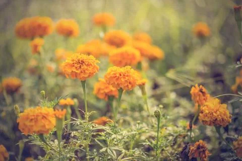 Floral background Stock Photos
