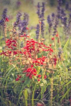 Floral background Stock Photos