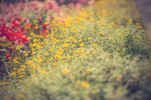 Floral background 스톡 사진