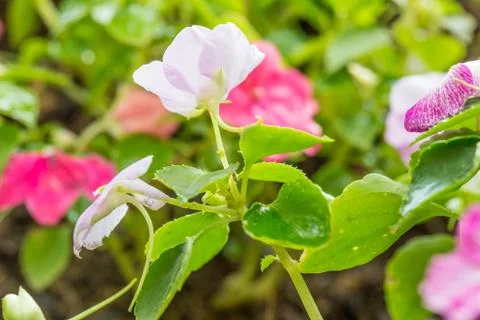 Floral background Stock Photos