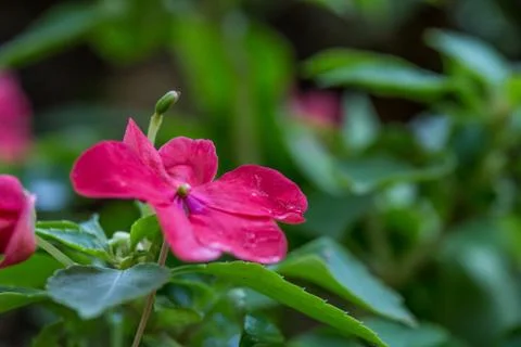 Floral background 스톡 사진