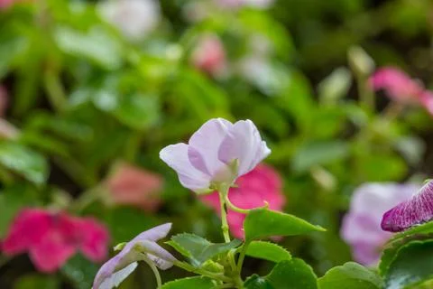 Floral background Stock Photos