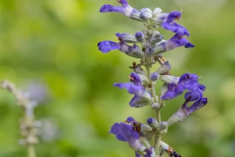 Floral background Stock Photos
