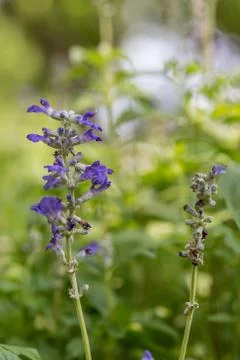 Floral background Stock Photos