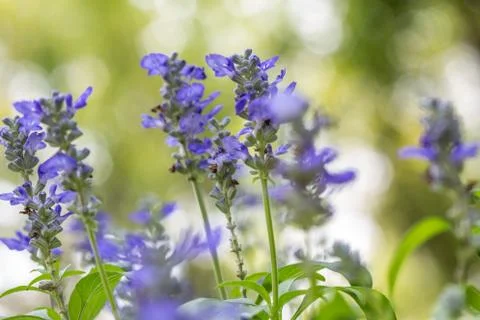 Floral background Stock Photos