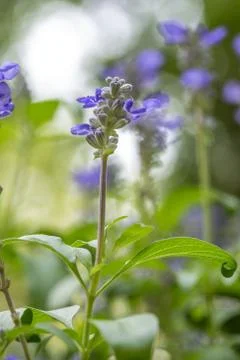 Floral background Stock Photos