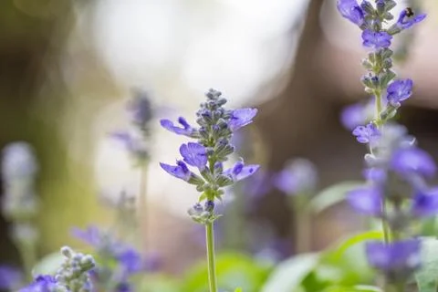 Floral background Stock Photos