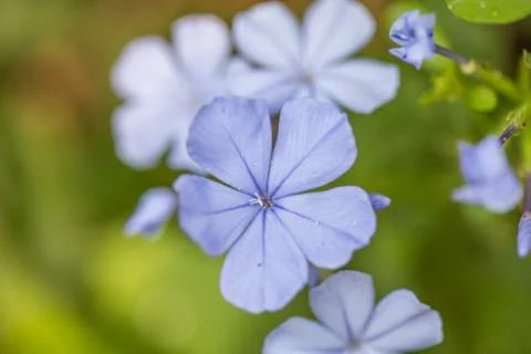 Floral background Stock Photos