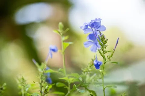Floral background Stock Photos