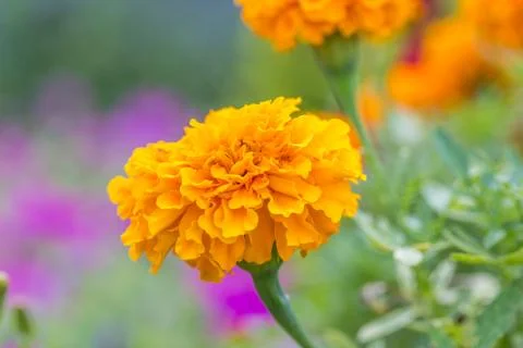 Floral background Stock Photos