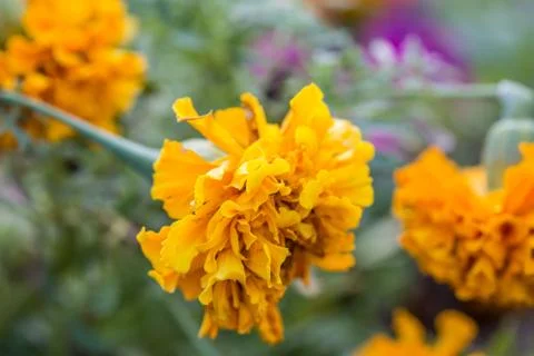 Floral background Stock Photos