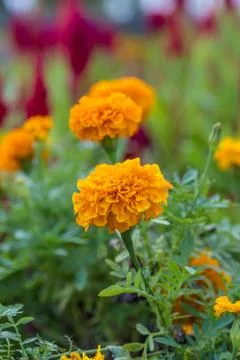 Floral background Stock Photos