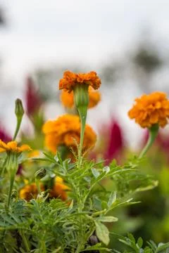 Floral background Stock Photos