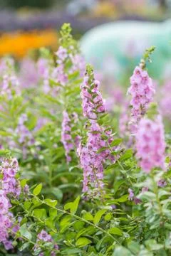 Floral background Stock Photos