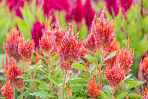 Floral background Stock Photos