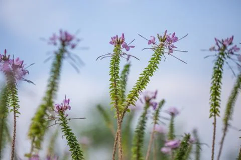 Floral background Stock Photos