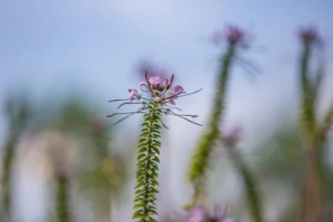 Floral background Stock Photos