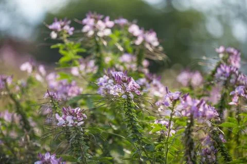 Floral background Stock Photos