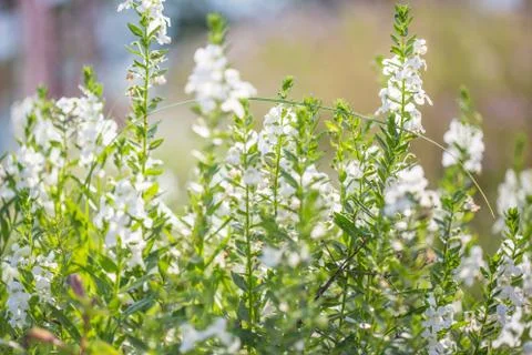 Floral background Stock Photos