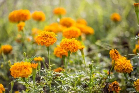 Floral background Stock Photos